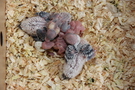 130911 --- R29, R30, R31, R32, R33 samt ägg